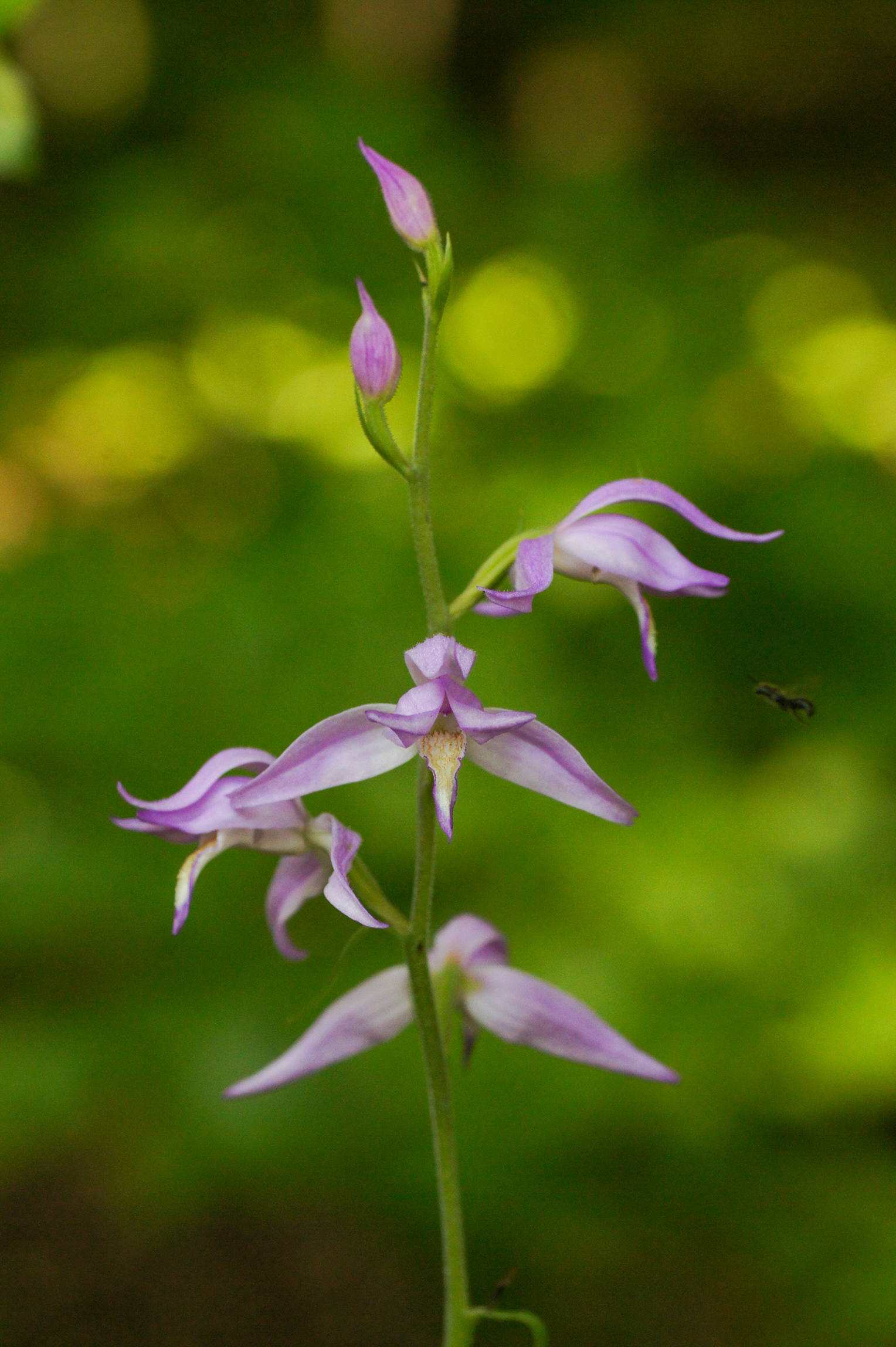 Buławnik czerwony (Cephalanthera rubra)