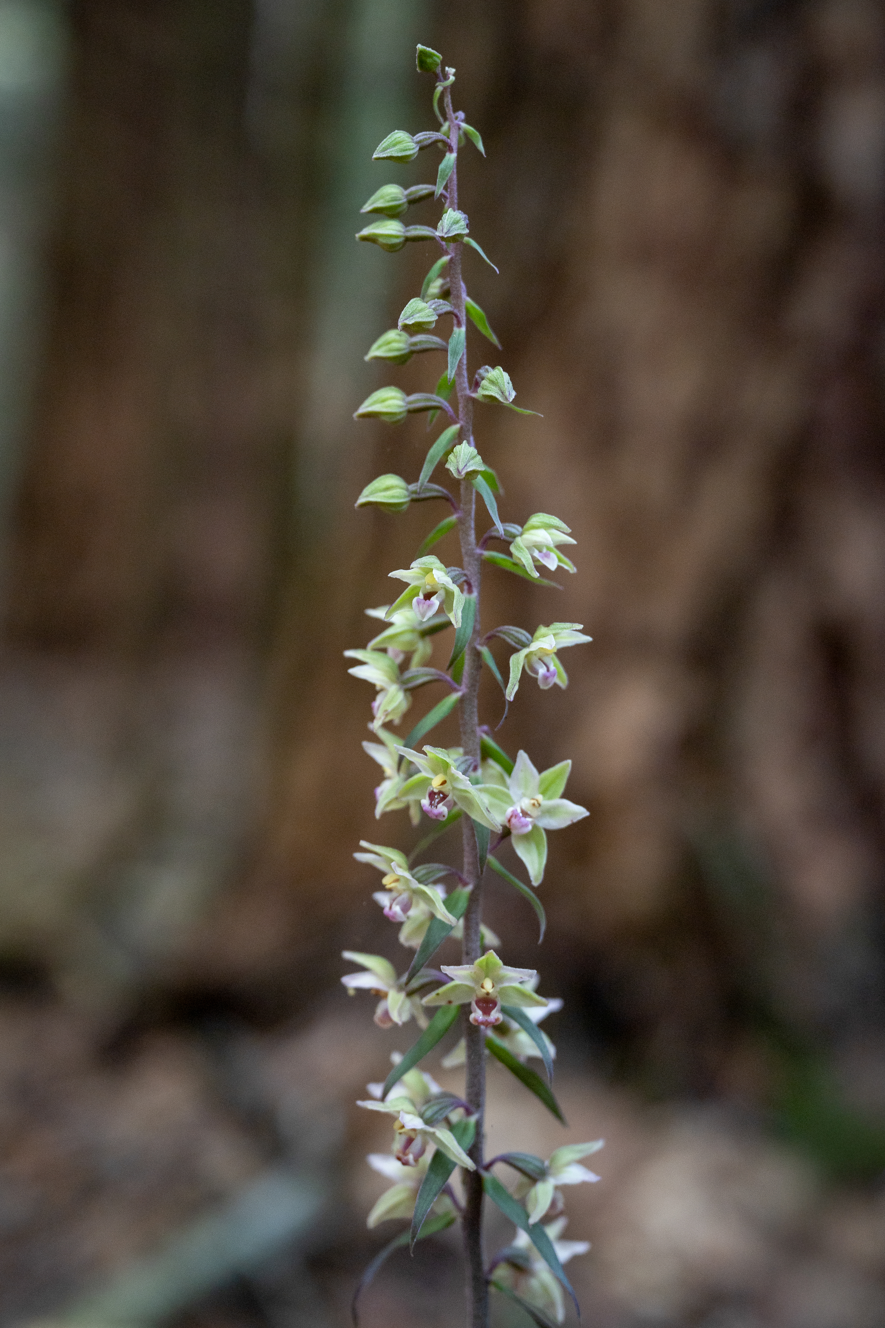 Kruszczyk siny (Epipactis purpurata)