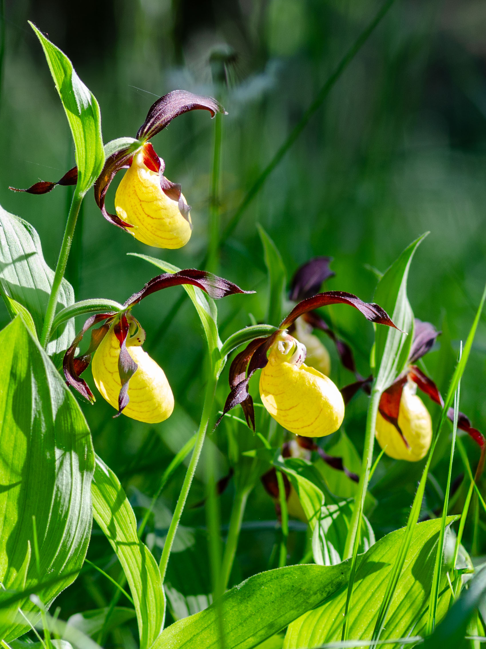 Obuwik pospolity (Cypripedium calceolus)