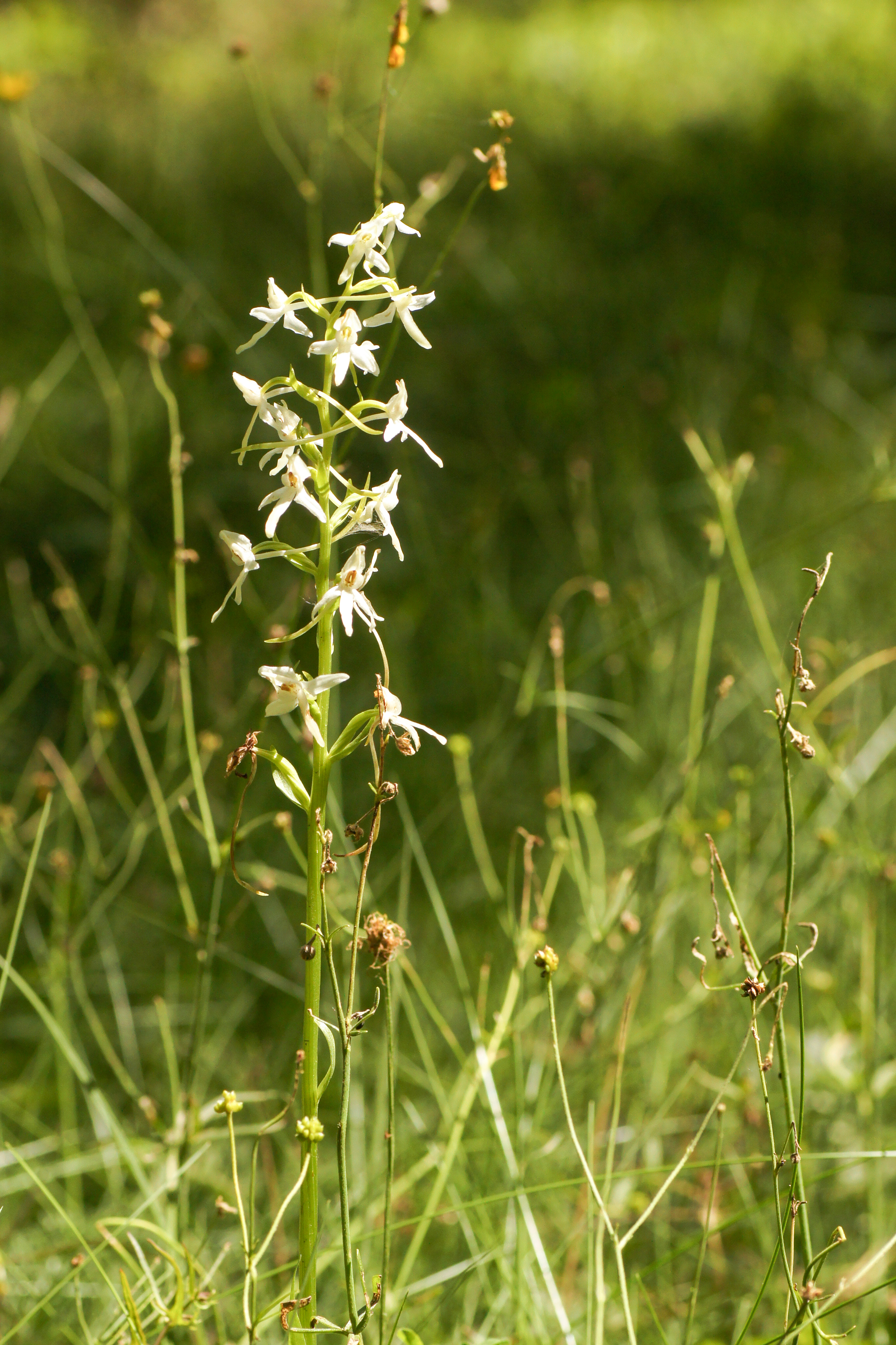 Podkolan biały (Platanthera bifolia)