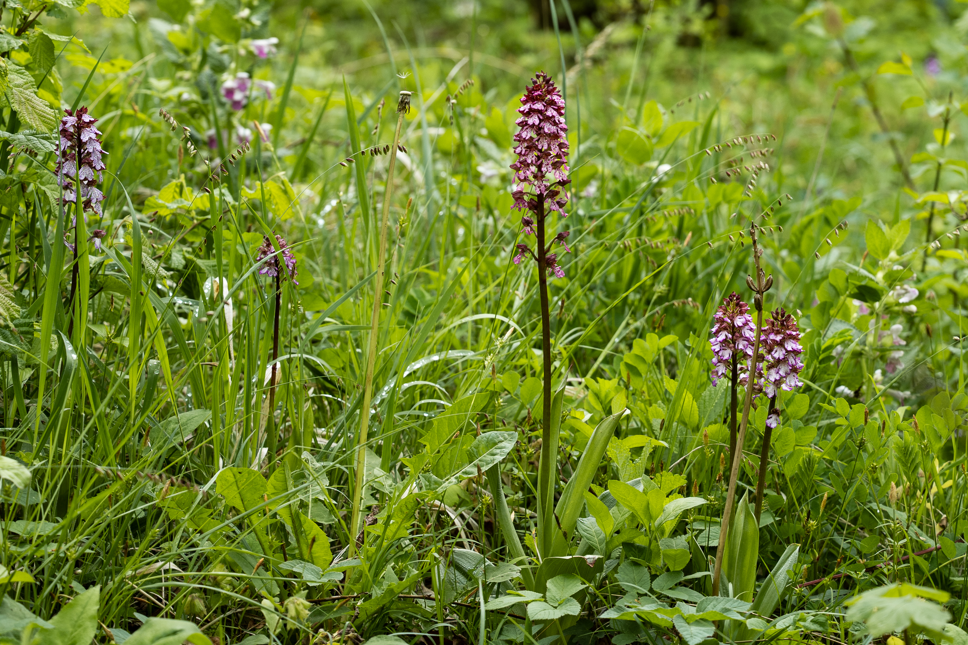 Storczyk purpurowy (Orchis purpurea)